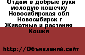 Отдам в добрые руки молодую кошечку - Новосибирская обл., Новосибирск г. Животные и растения » Кошки   